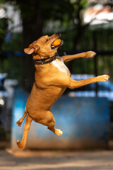 Dog jumping to catch the ball in the air
