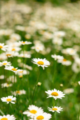 Obraz premium Many blooming daisies in a small garden