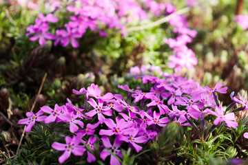 purple flowers in the garden