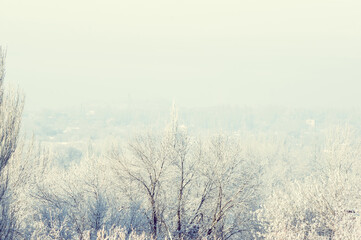Winter urban frosty landscape - snow covered trees on foggy background