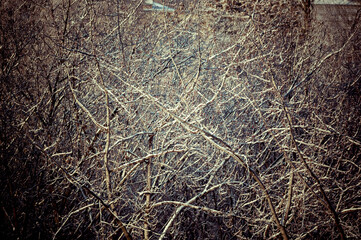 Winter urban frosty landscape - snow covered trees on foggy background