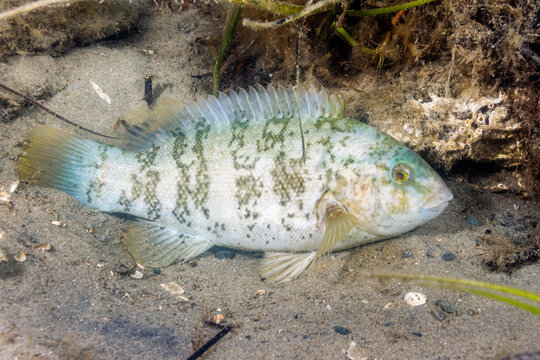 Young Tautog 1