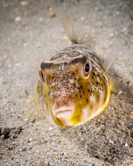 Northern Pufferfish 2 © Ramsey