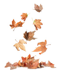 Beautiful autumn leaves falling on white background