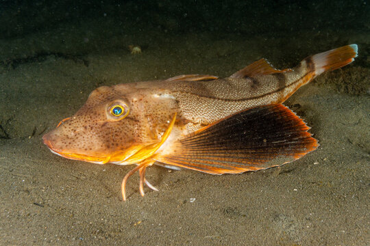 Sea robin outlet