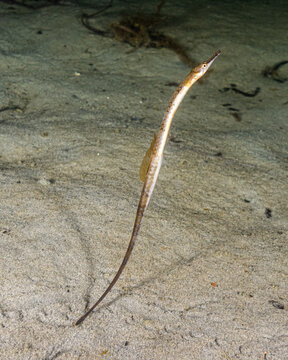 Northern Pipefish 2