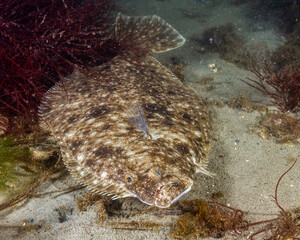 Summer Flounder 1