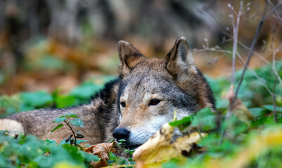 Naklejka na ściany i meble Wolf in the autumn forest