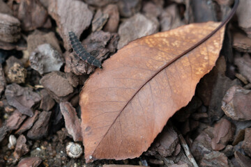 Firefly larva in the field