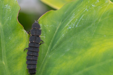 Firefly larva in the field