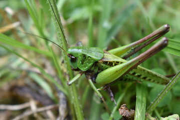 Grasshopper on a leaf