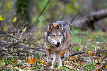 Fototapeta premium Wolf in the autumn forest