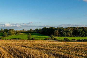 Fototapeta premium Summer warm view for local farmlands in Oxfordshire, harvest time farm fields landscape with trees and cows in far distance, sunny day with soft clouds and blue sky