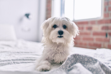 Adorable white dog at bed.