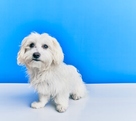 Adorable dog over isolated blue background.