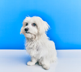 Adorable dog over isolated blue background.