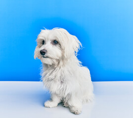 Adorable dog over isolated blue background.