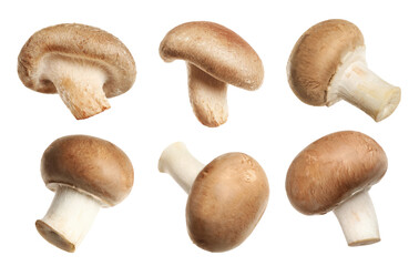 Set of fresh edible mushrooms on white background