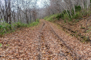 秋の山道