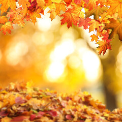 Beautiful colorful autumn leaves on blurred background