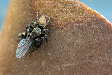 Jumping spiders on the field