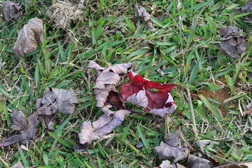 A walk in the Park