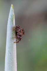 Jumping spiders on the field