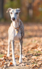 Windhund - Portrait einer hübschen Whippet Hündin im herbstlichen Wald