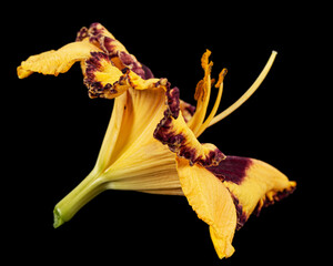 Yellow-burgundy flower, lat.Hemerocallis, isolated on black background