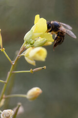 close up bee insect on flower, beautiful nature in garden and springtime season, close up macro flower and bee concept, yellow and white petal floral, animal on plant wildlife in sunny honey be