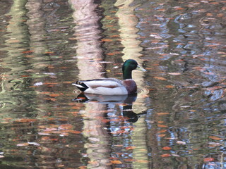 A wild duck in water with reflection of trees and autumn leaves floating around.