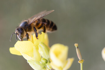 close up bee insect on flower, beautiful nature in garden and springtime season, close up macro flower and bee concept, yellow and white petal floral, animal on plant wildlife in sunny honey be