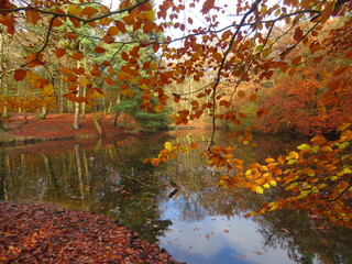 Lake in the autumn colours