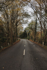 Lonely street surrounded by beautiful fall colors
