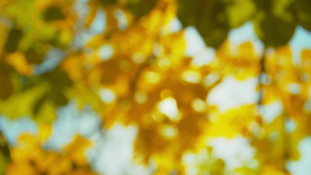 Autumn park at sunny day. Colorful chestnut leaves against sun. Fall colors. Blue sky. Handheld shot with natural movement. Blurred out of focus background.