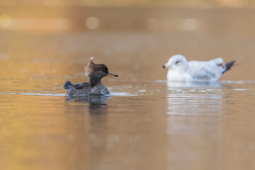 Fototapeta premium hooded merganser in autumn