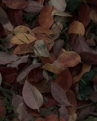 leaves on the ground