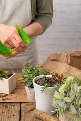 Close-up view of woman gardeners hands watering indoor plants on rustic wooden table on white background. Concept of plants care and home garden. Frozen motion.