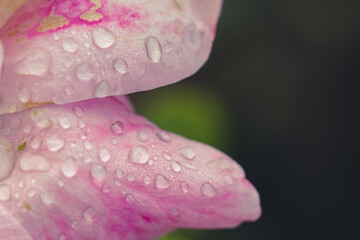 Detail of raindrops on a pink rose