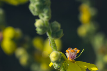 Detail of yellow verbascum flowers with orange stamens covered with dew drops