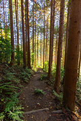 Colourful forest of Korankei in Japan