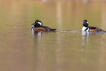 hooded merganser in autumn