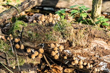 Obraz premium Forest landscape with poisonous mushrooms close-up. False honey fungus mushrooms grow on the trunk of a fallen tree in the autumn forest. 