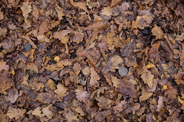 old autumn leaves background dark depression