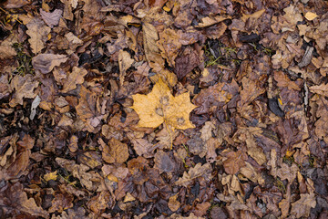 old autumn leaves background dark sad