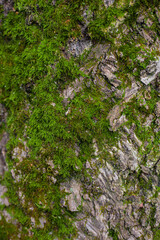 green moss on the rock tree vertical