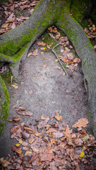 autumn leaves in the park