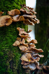 Champignon