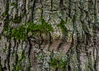 bark of a tree with green moss. textured sharpen