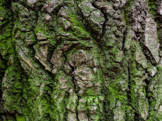 oak bark of a tree with green moss. textured sharpen